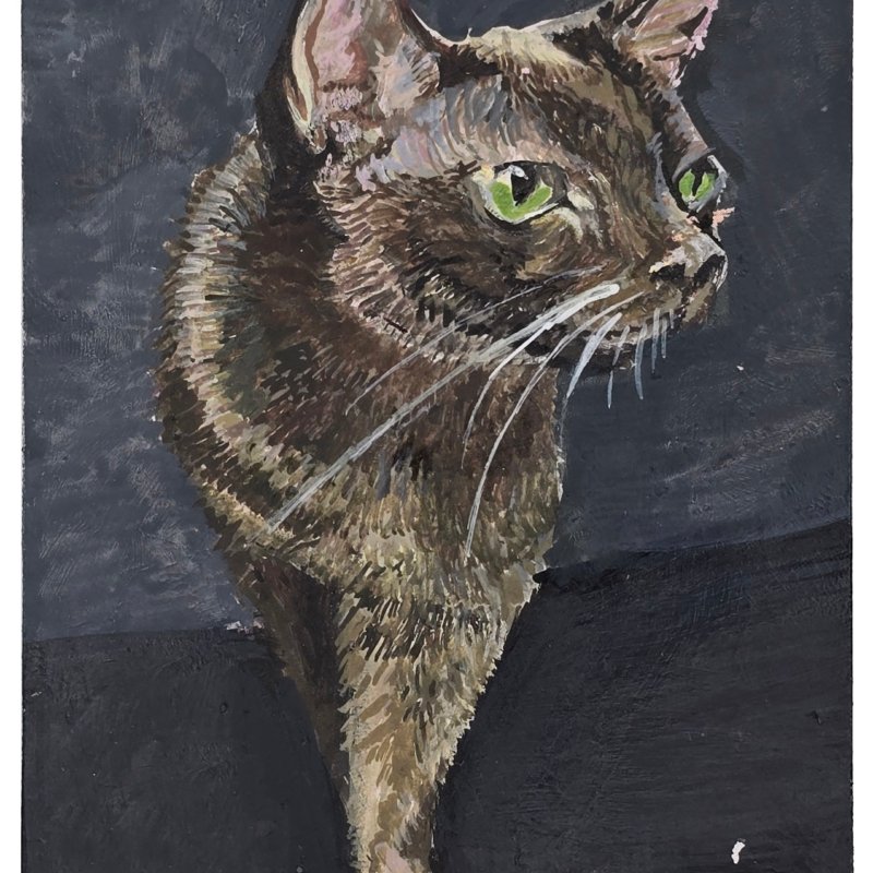 cat token rysiu